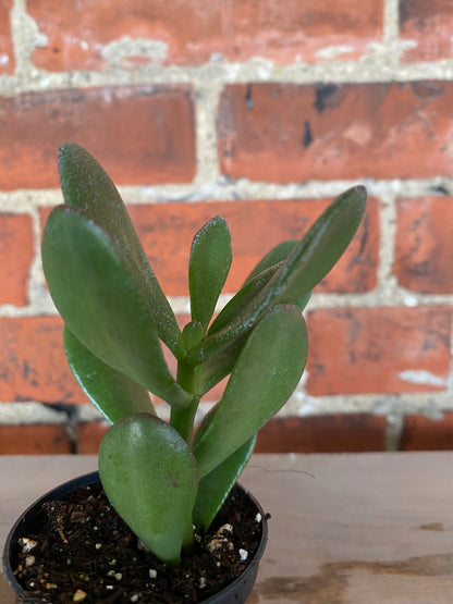 Crassula Ovata 'Jade Plant'