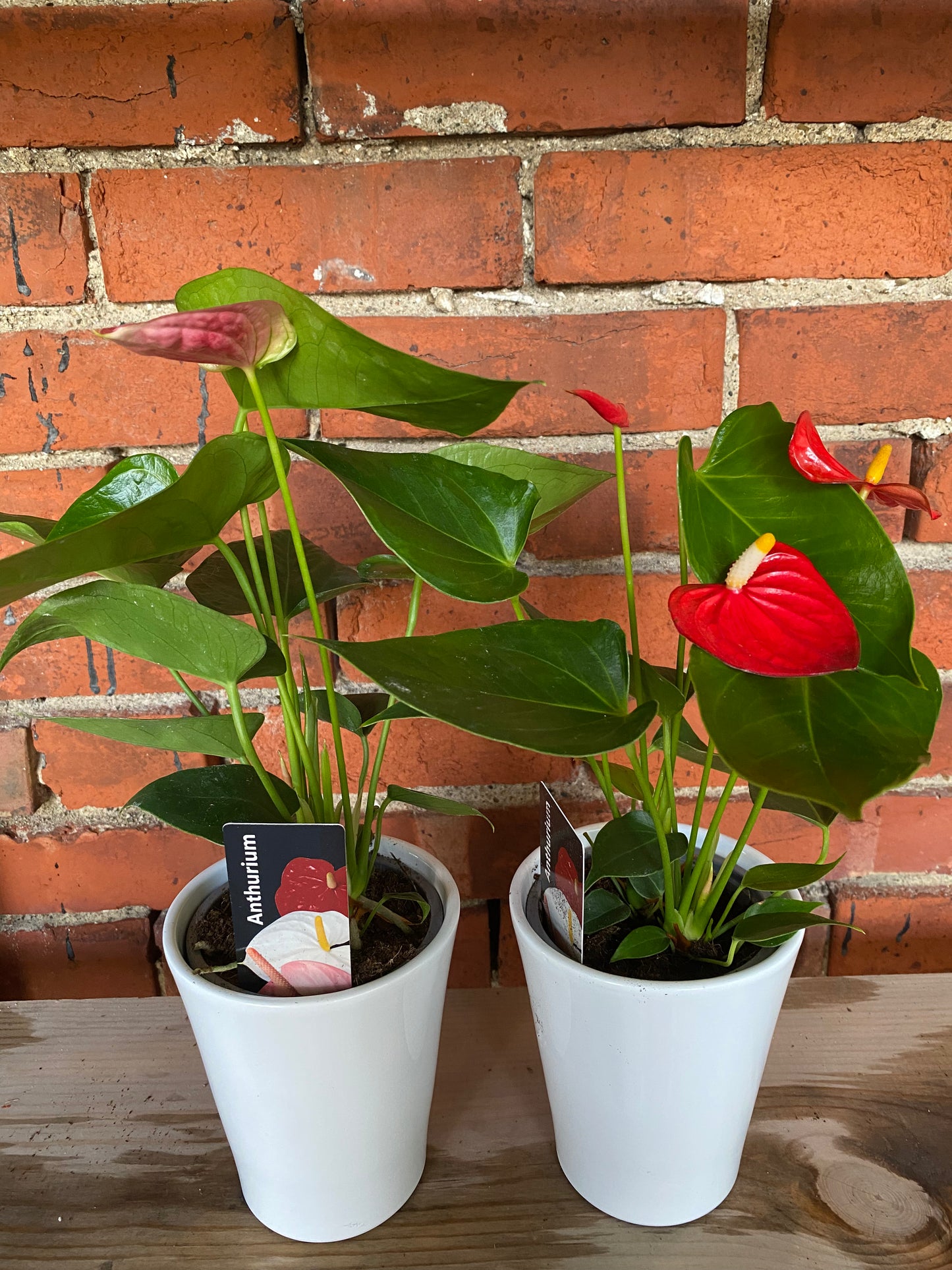 Anthurium andraeanum 'Assorted Colors' - 4" Ceramic Pot