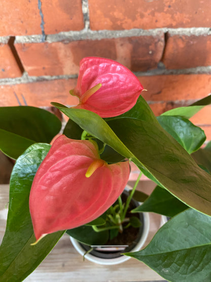 Anthurium andraeanum 'Assorted Colors' - 4" Ceramic Pot