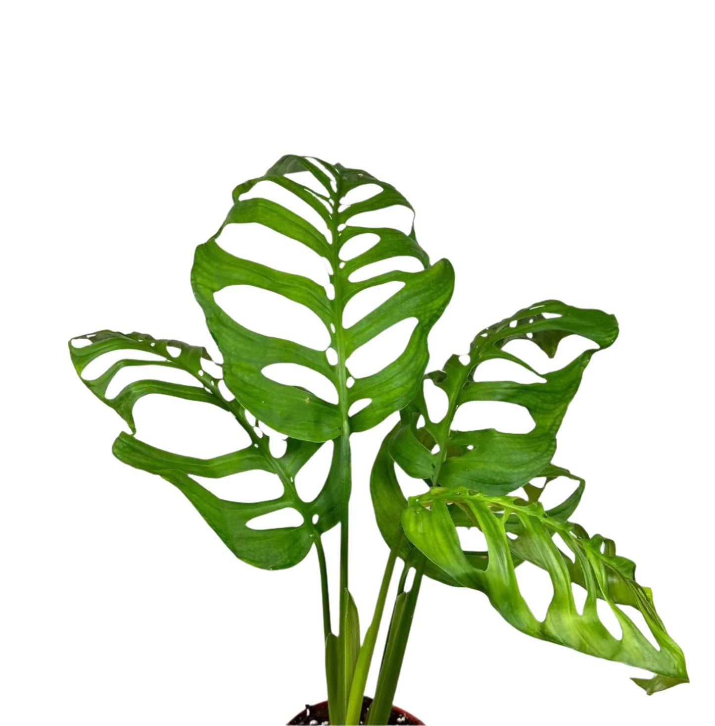 Monstera 'Esqueleto'