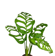 Monstera 'Esqueleto'