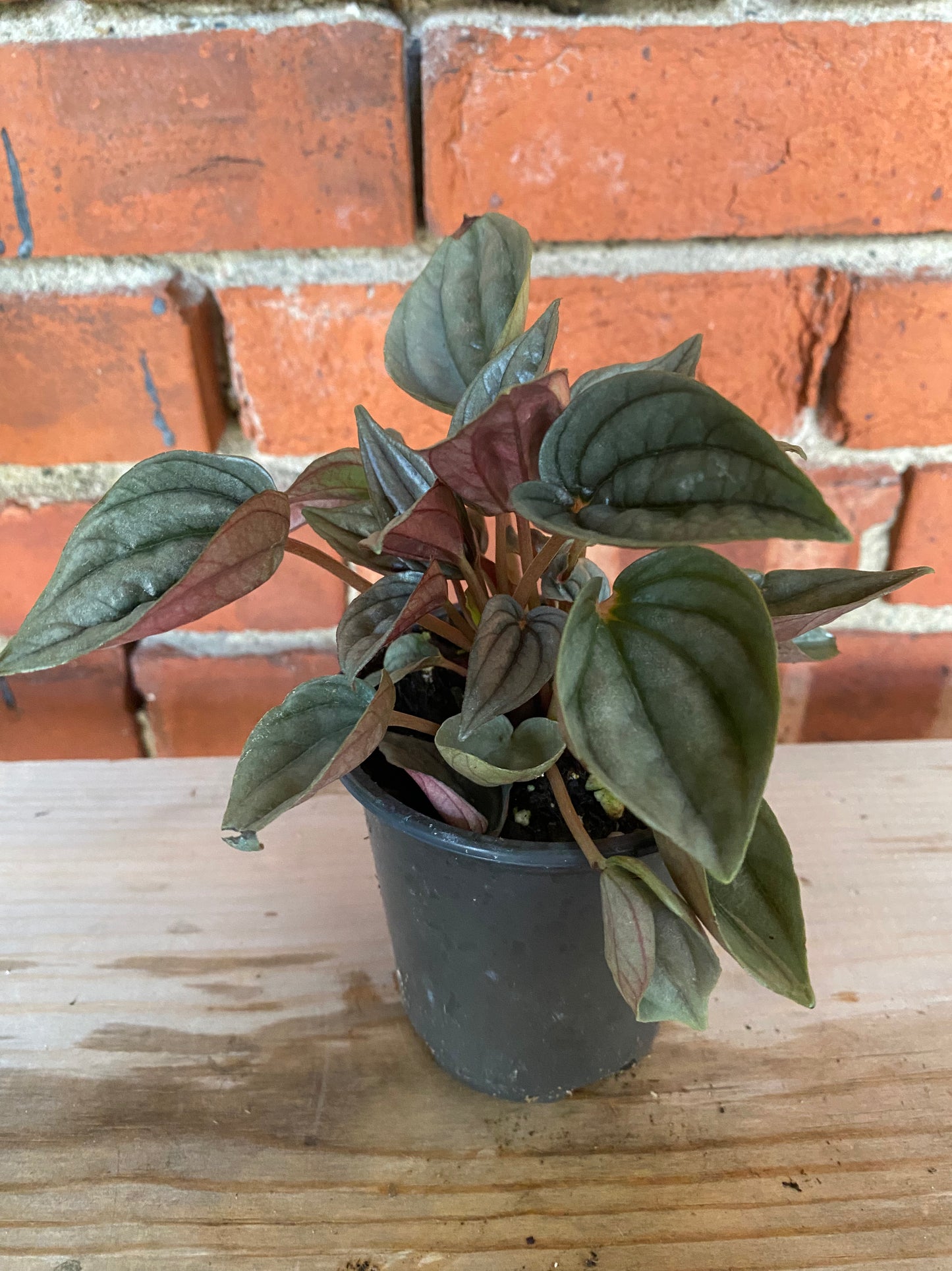 Peperomia 'Lima' - 3" Pot
