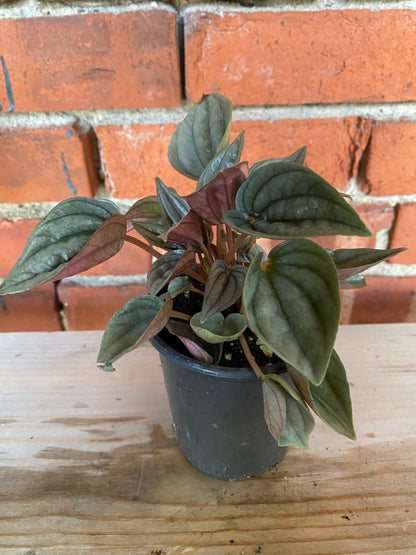 Peperomia 'Lima' - 3" Pot