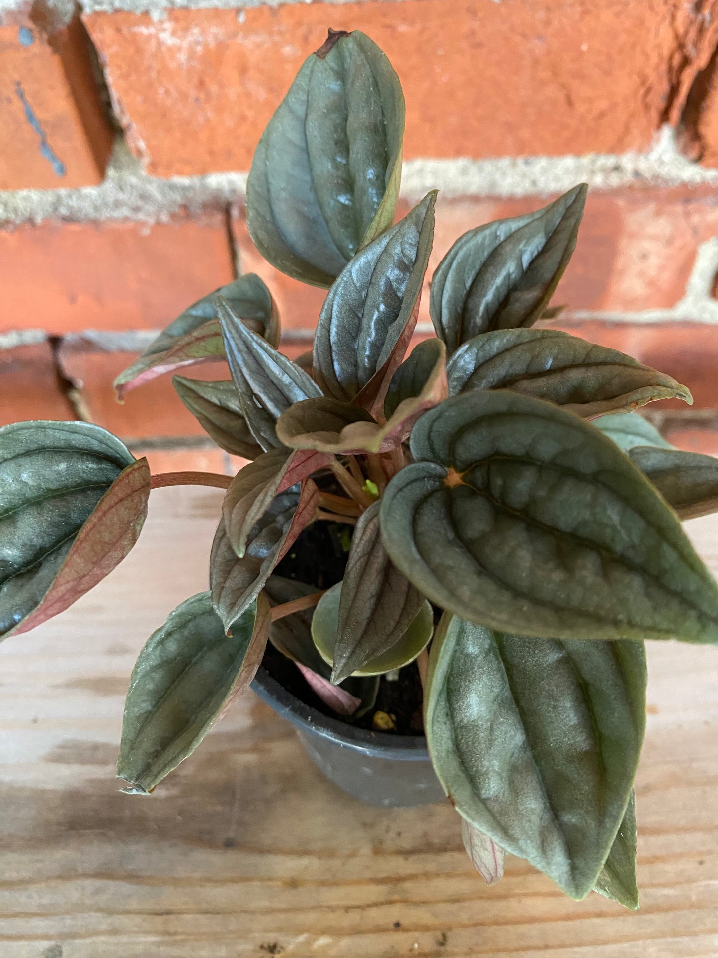 Peperomia 'Lima' - 3" Pot