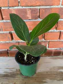 Ficus benghalensis ‘Ficus Audrey’