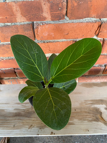 Ficus benghalensis ‘Ficus Audrey’