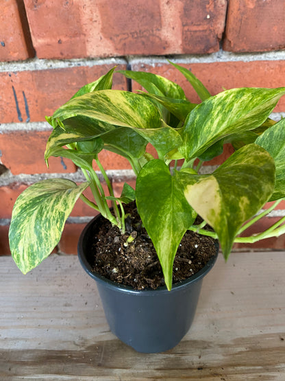 Epipremnum pinnatum 'Pothos Neon Queen'
