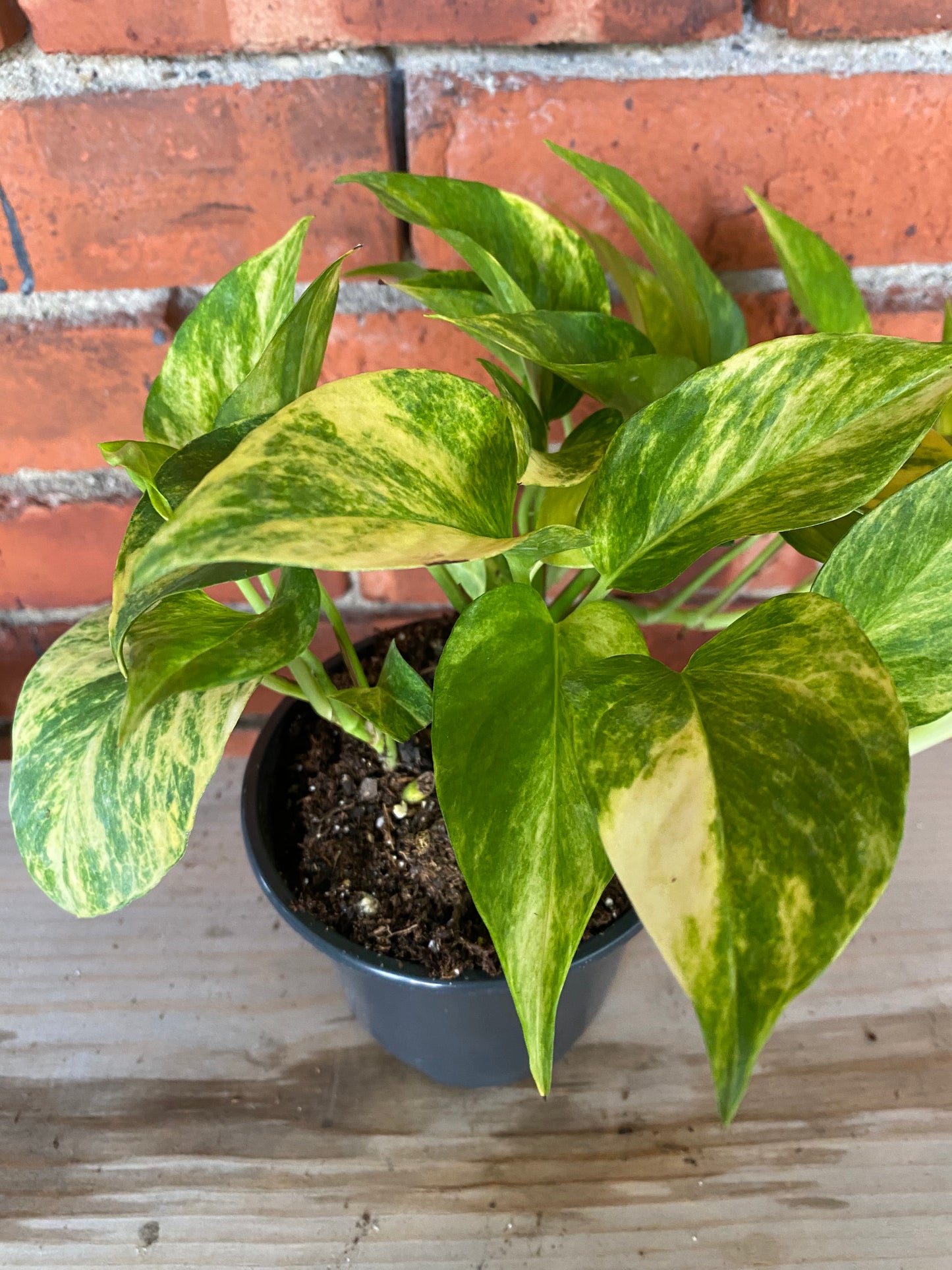 Epipremnum pinnatum 'Pothos Neon Queen'