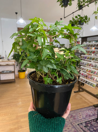 Hedera helix 'English Ivy'