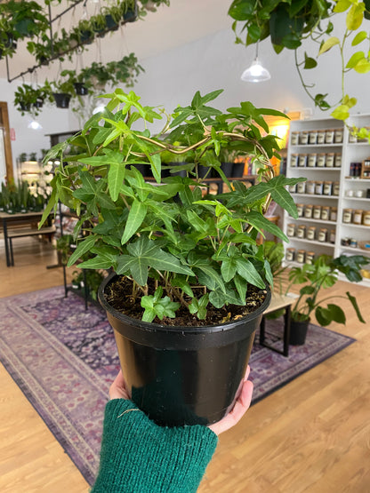 Hedera helix 'English Ivy'