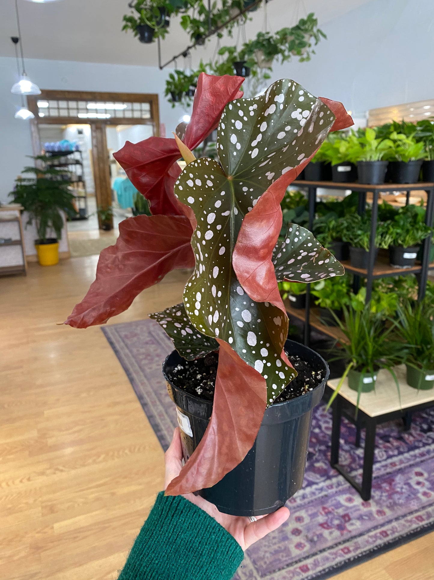 Begonia maculata 'Cracklin Rosie' - 6" Pot