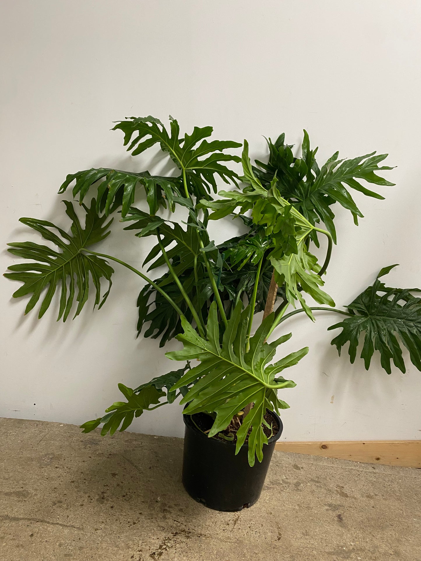 Thaumatophyllum bipinnatifidum 'Tree Philo'