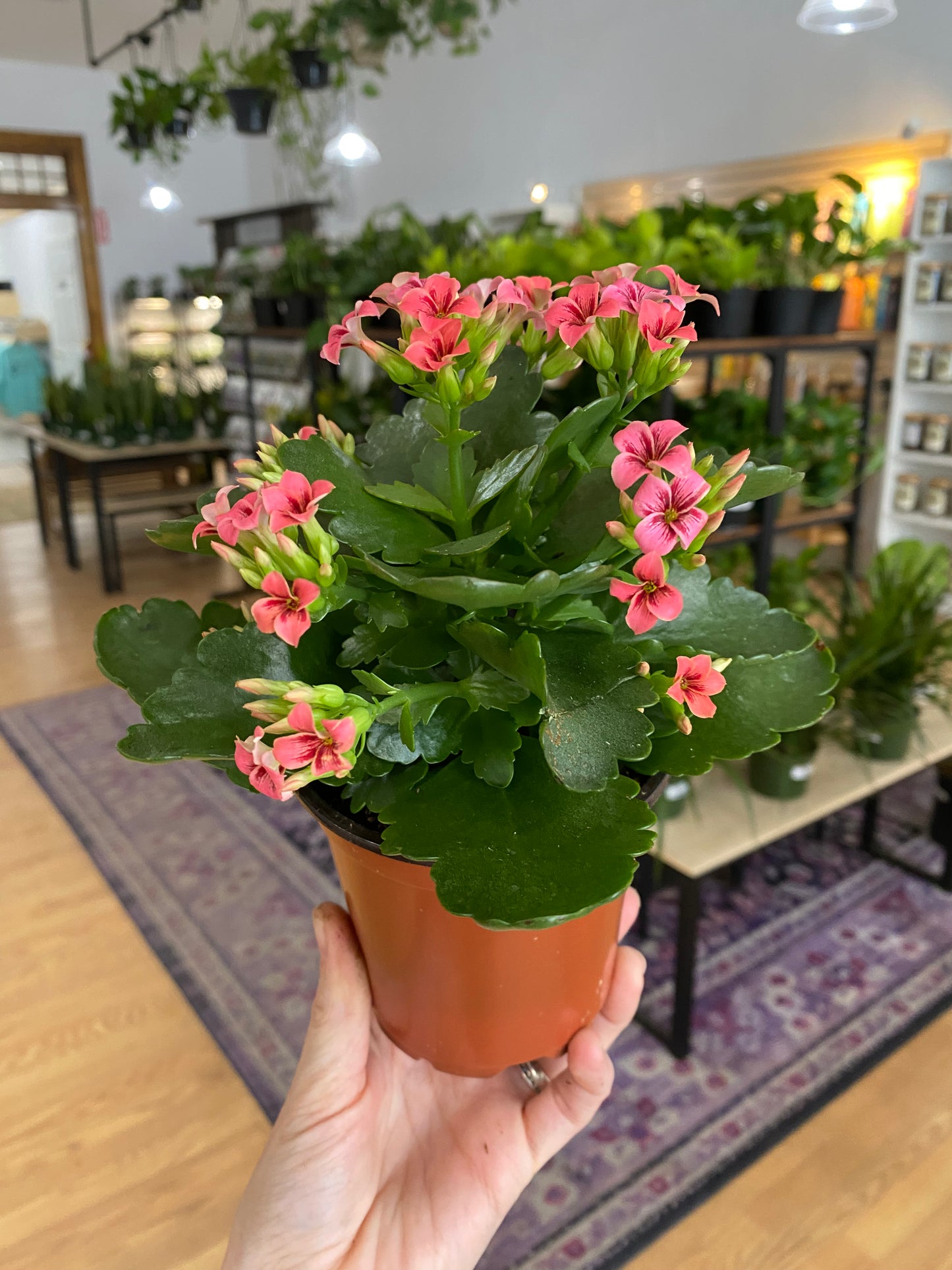Kalanchoe 'Assorted Flower Colors'