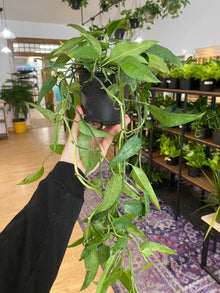 Epipremnum ‘Skeleton Key Pothos' - 4" Pot