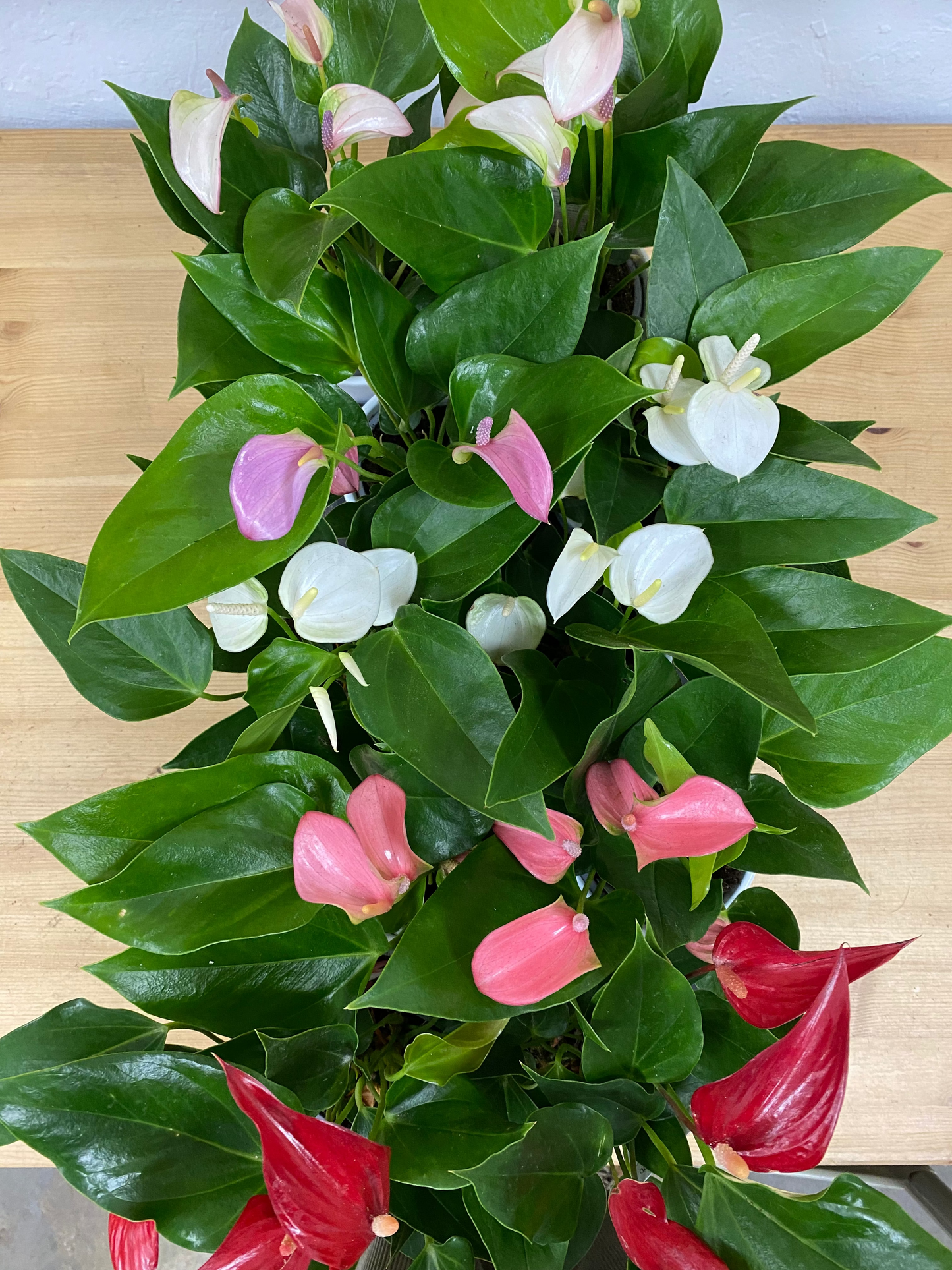 Anthurium andraeanum 'Assorted Colors'