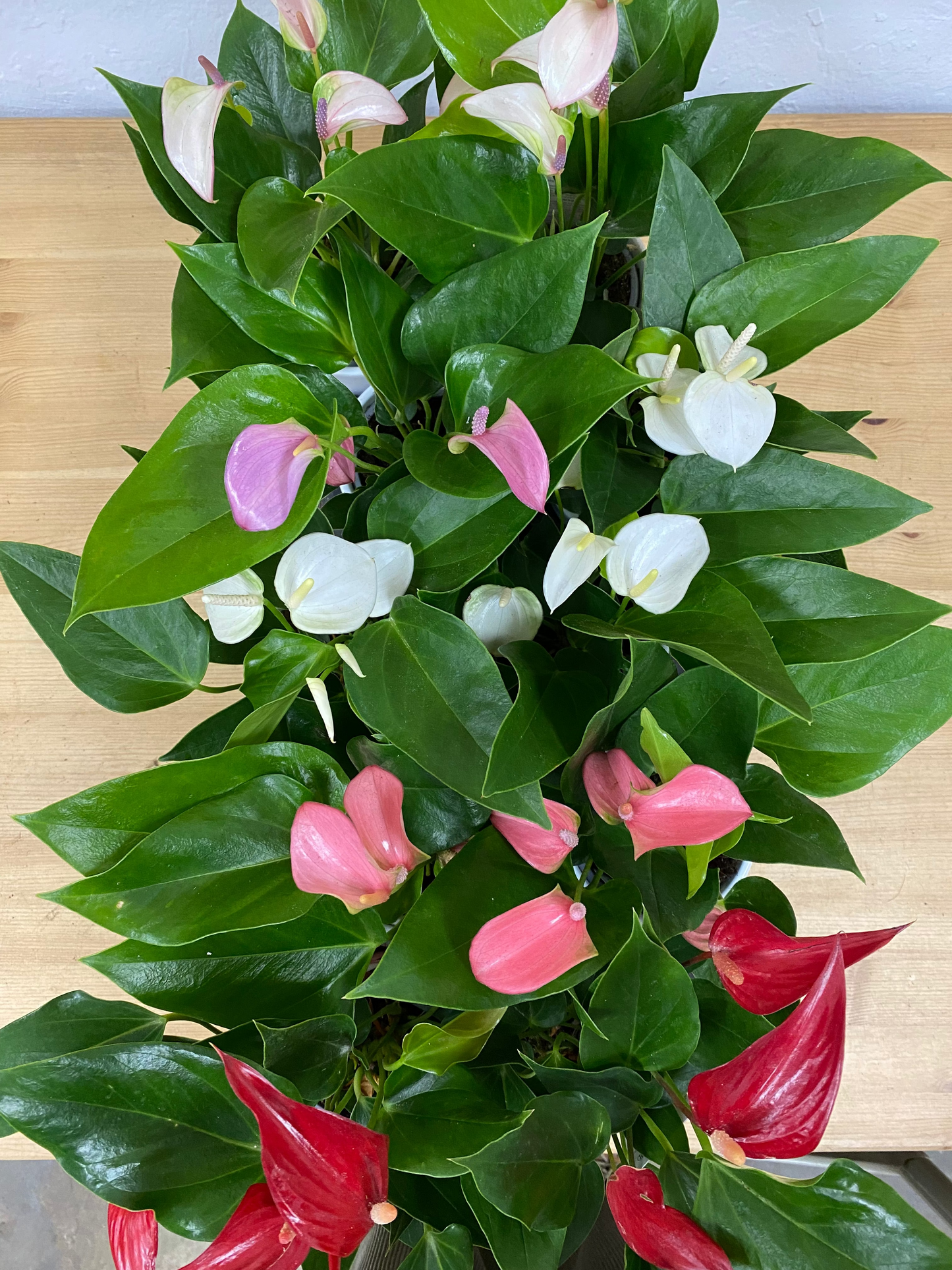 Anthurium andraeanum 'Assorted Colors'