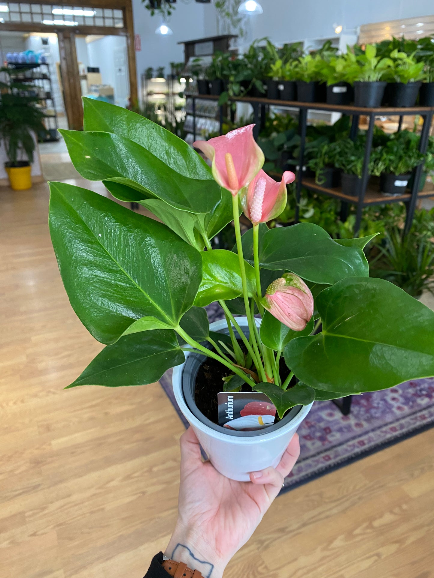 Anthurium andraeanum 'Assorted Colors'