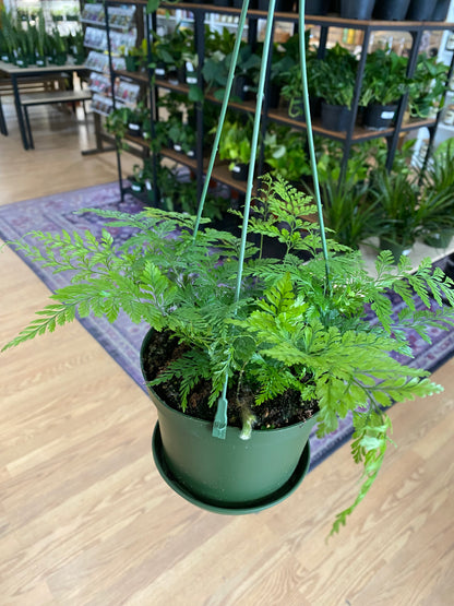 Davallia fejeensis ‘Rabbit Foot Fern’