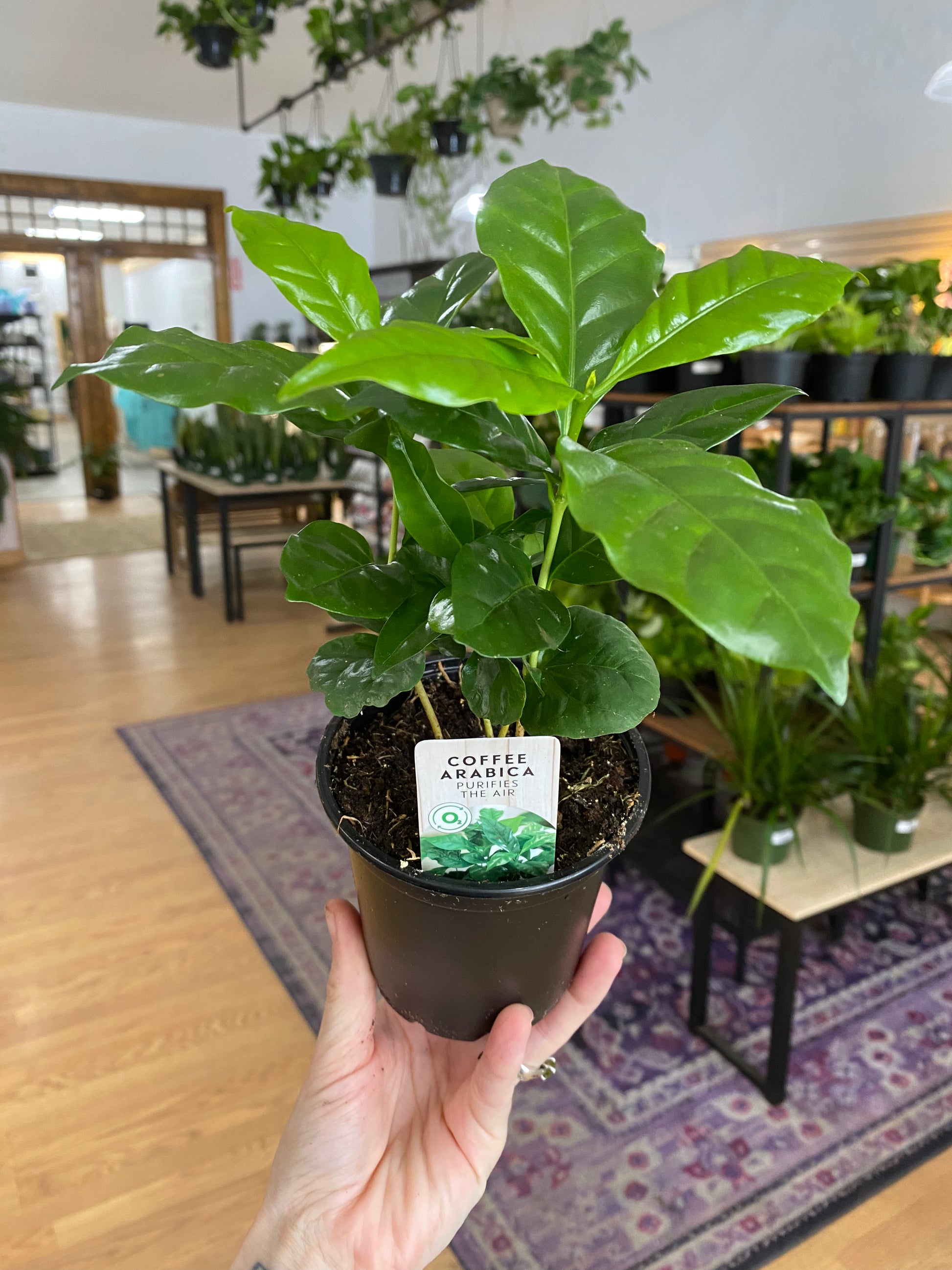 is coffee good for indoor plants Coffea arabica 'Coffee Plant'