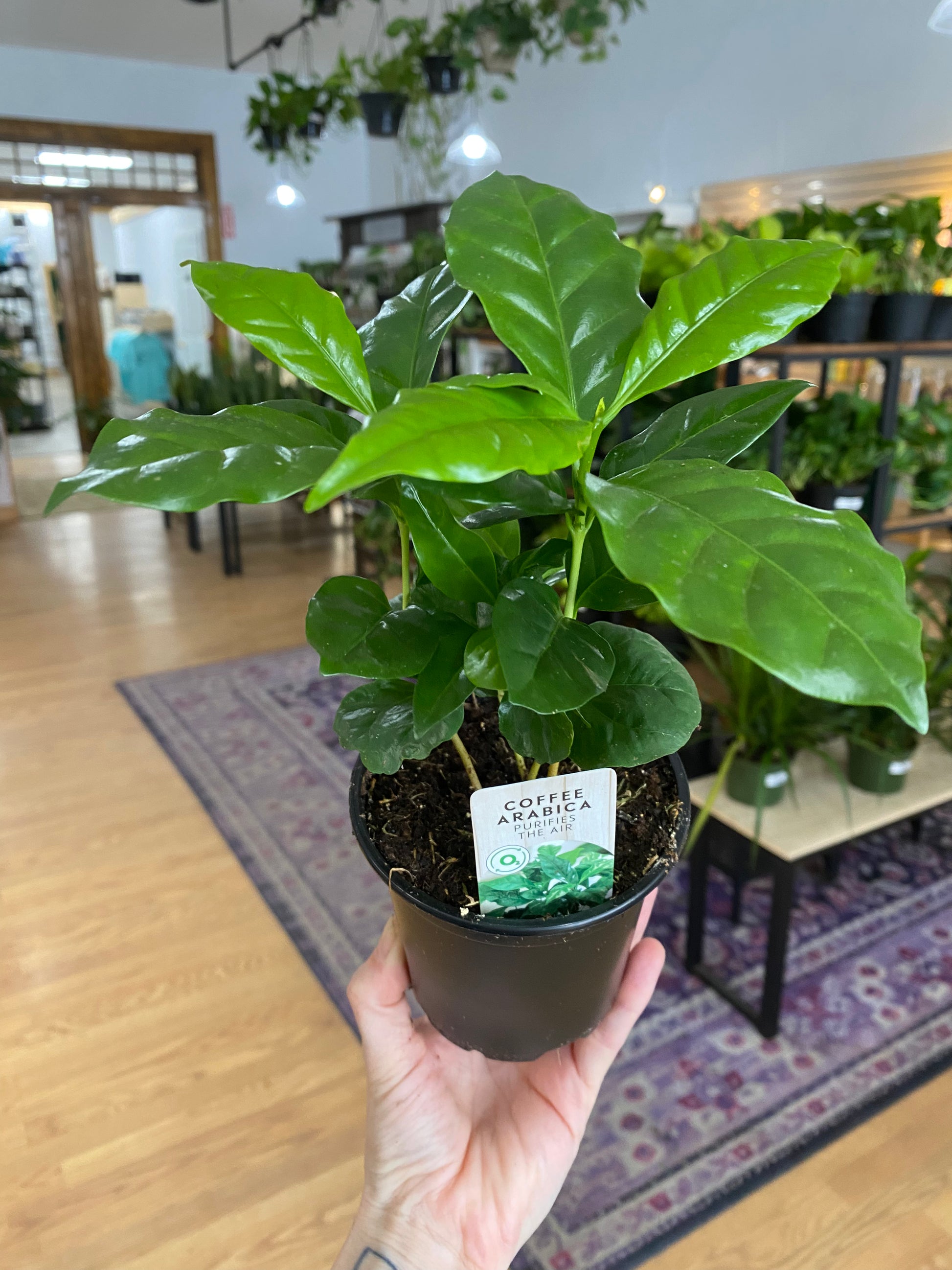 coffee tree plant indoors Coffea arabica 'Coffee Plant'