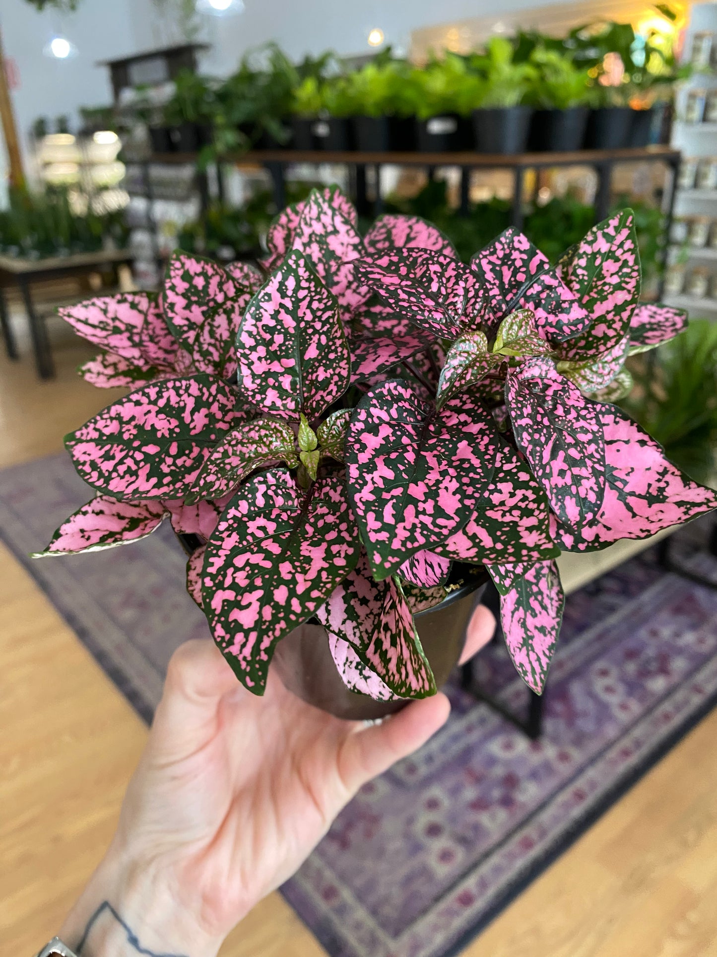 Hypoestes Phyllostachya 'Polka Dot Plant'