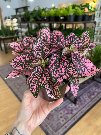 Hypoestes Phyllostachya 'Polka Dot Plant'
