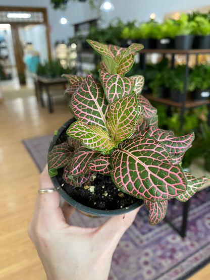 Fittonia ‘Pink Nerve Plant’ - 3" Pot