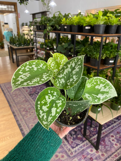 Scindapsus pictus ‘Silver Splash’ - 4" Pot