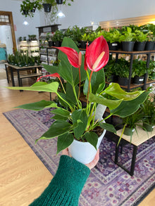Anthurium andraeanum 'Assorted Colors'