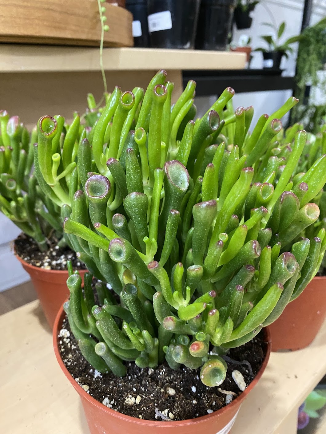 jade plant crassula ovata gollum Crassula Ovata 'Gollum Jade' – Snakeroot Botanicals