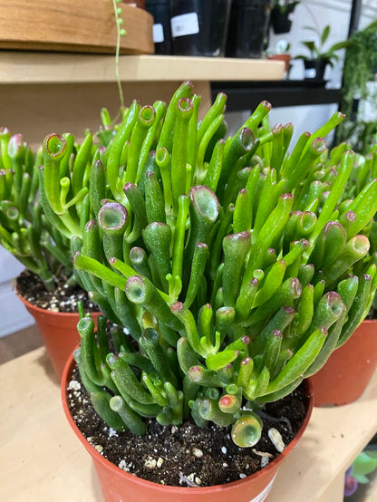Crassula Ovata ‘Gollum Jade’