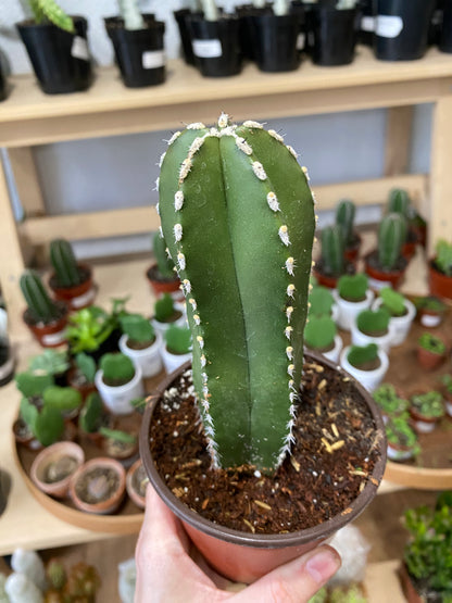 Pachycereus marginatus 'Mexican Fence Post Cactus'