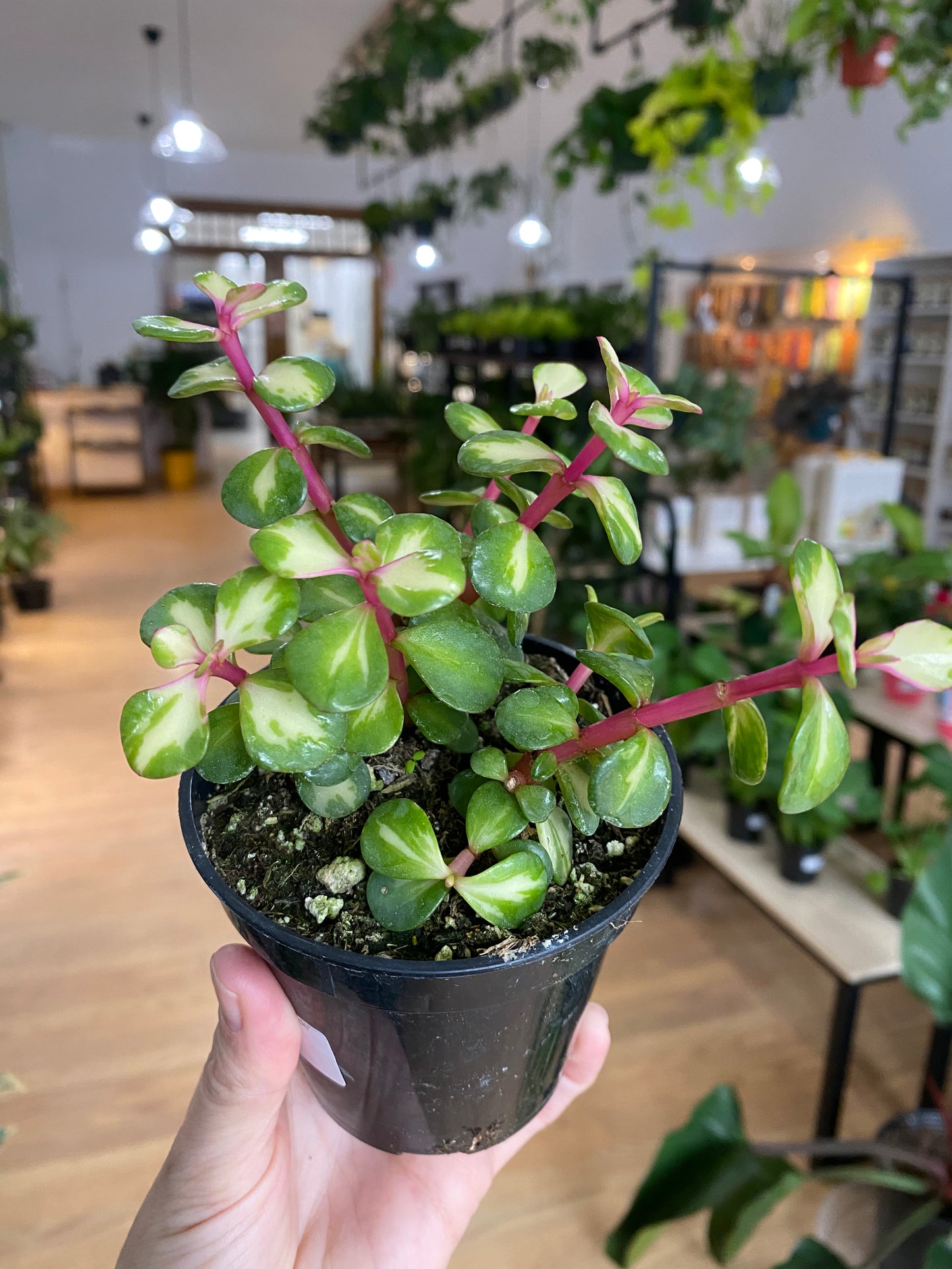 Portulacaria Afra 'Rainbow Elephant Jade' - 3" Pot