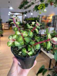 Portulacaria Afra 'Rainbow Elephant Jade' - 3" Pot