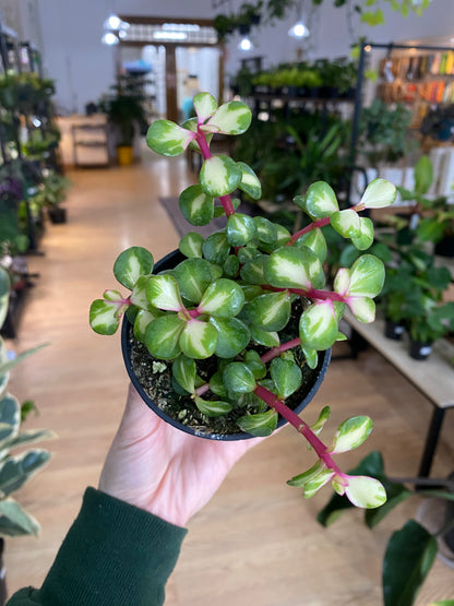 Portulacaria Afra 'Rainbow Elephant Jade' - 3" Pot