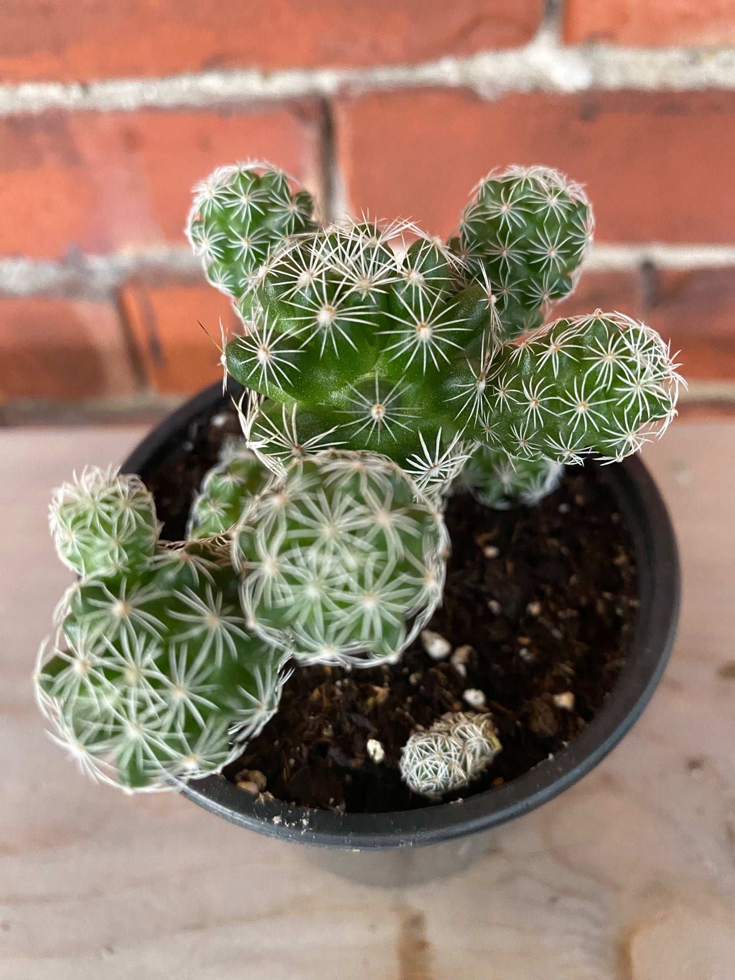 Mammillaria fragilis 'Thimble Cactus' - 3" Pot