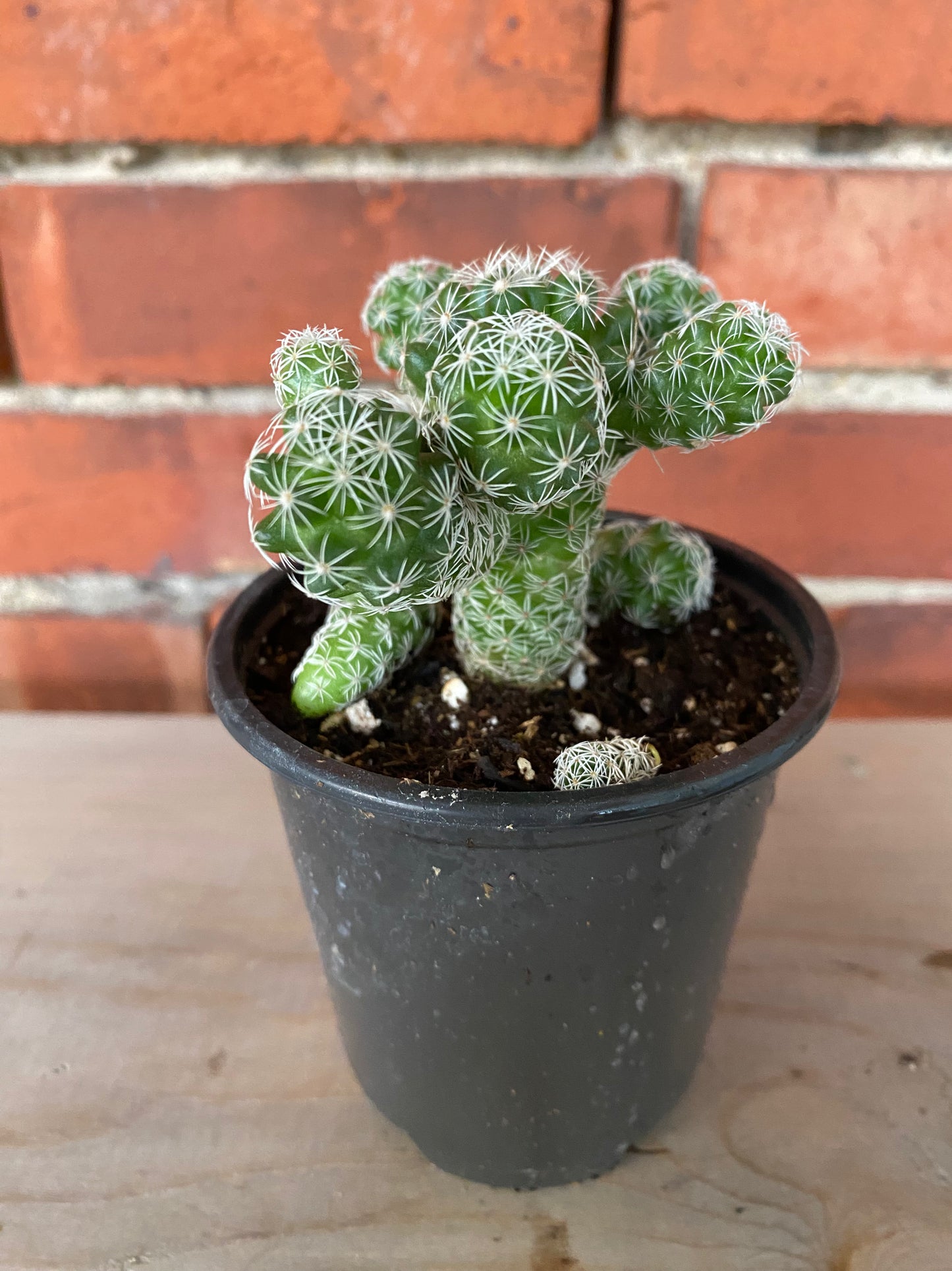 Mammillaria fragilis 'Thimble Cactus' - 3" Pot