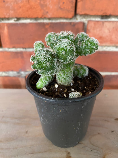 Mammillaria fragilis 'Thimble Cactus' - 3" Pot