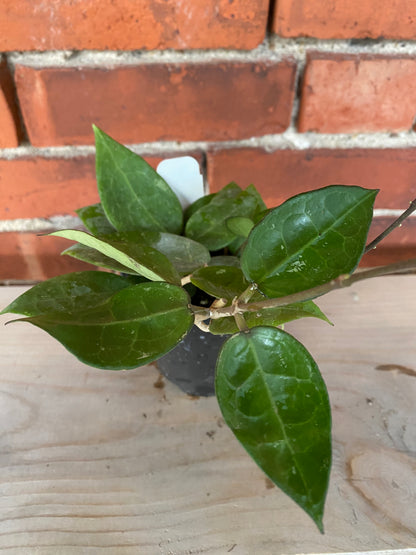 Hoya parasitica 'Black Margin' - 3" Pot