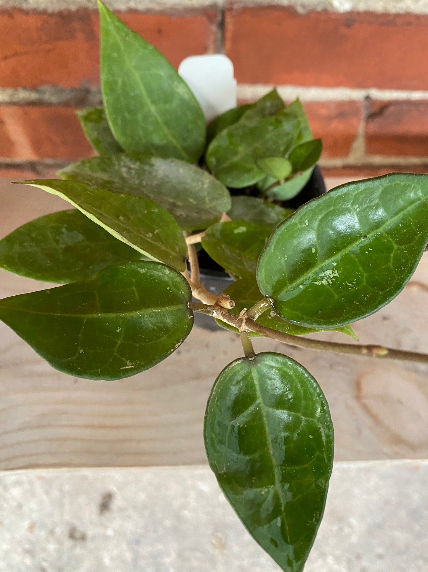 Hoya parasitica 'Black Margin' - 3" Pot
