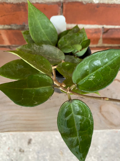 Hoya parasitica 'Black Margin' - 3" Pot