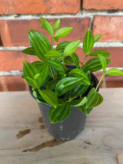 Peperomia 'Beetle' 3" Pot