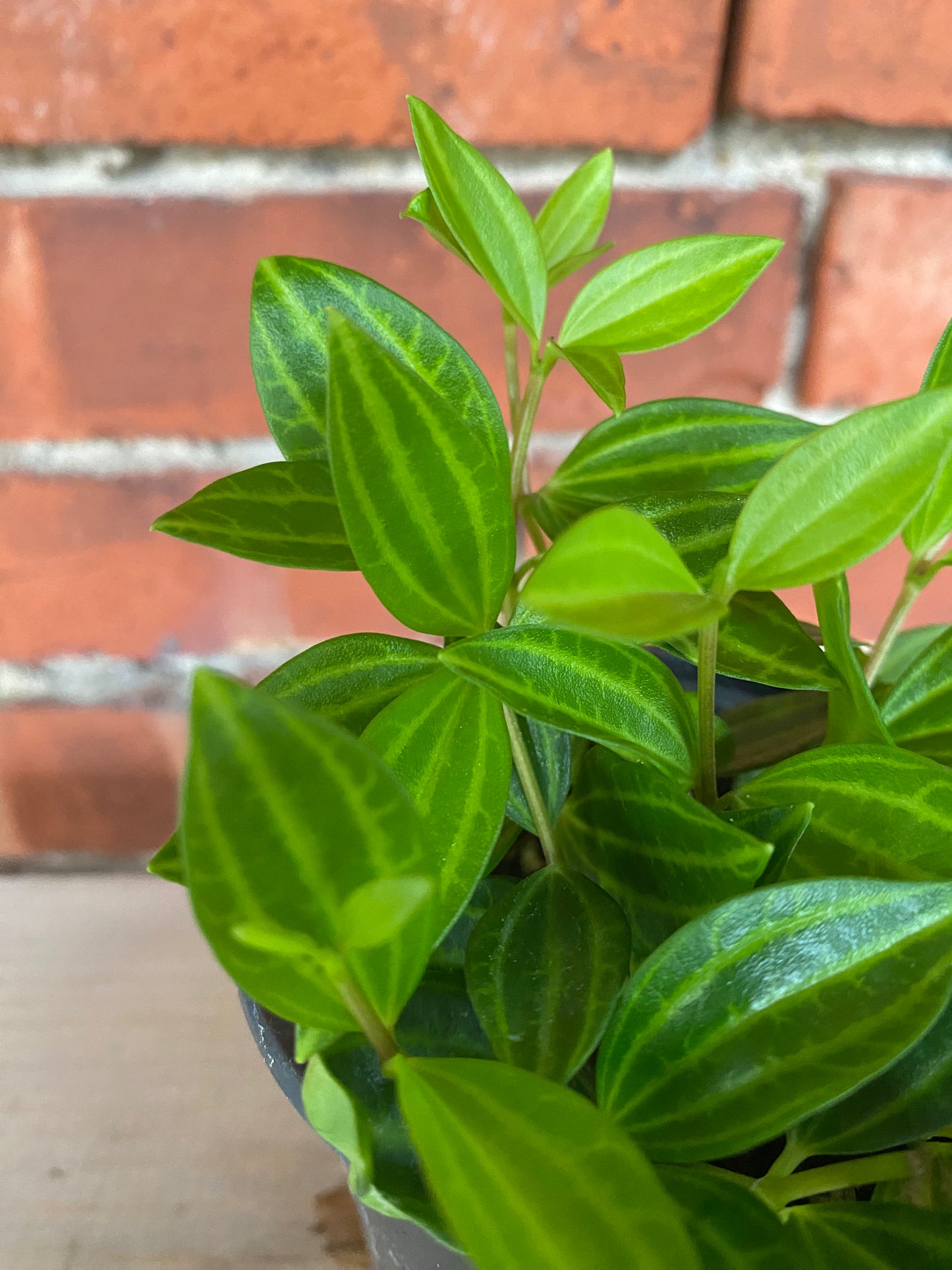 Peperomia 'Beetle' 3" Pot