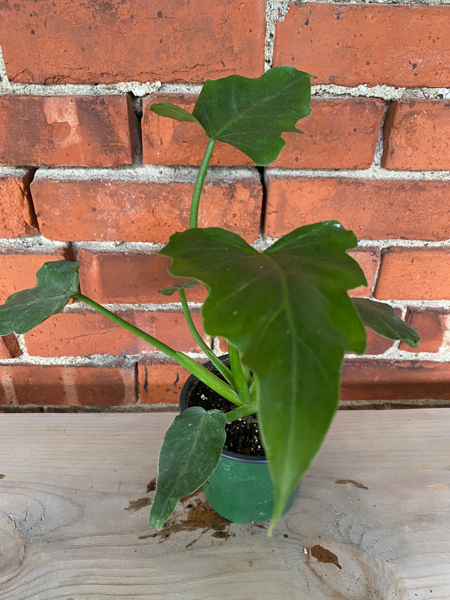Philodendron ‘Mayoi’ - 4.5" Pot