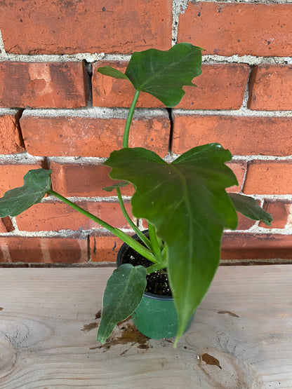 Philodendron ‘Mayoi’ - 4.5" Pot