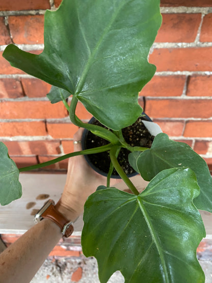 Philodendron ‘Mayoi’ - 4.5" Pot