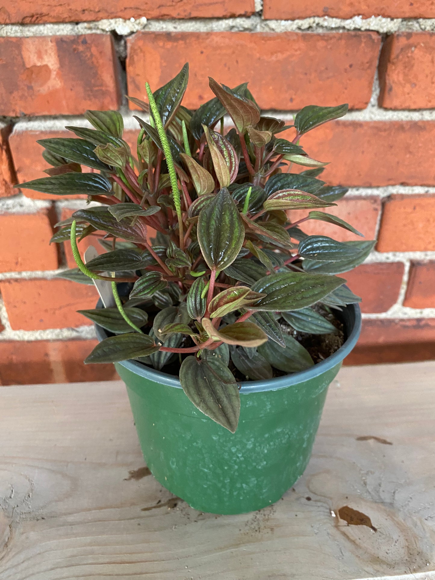 Peperomia ‘Picollo Banda’