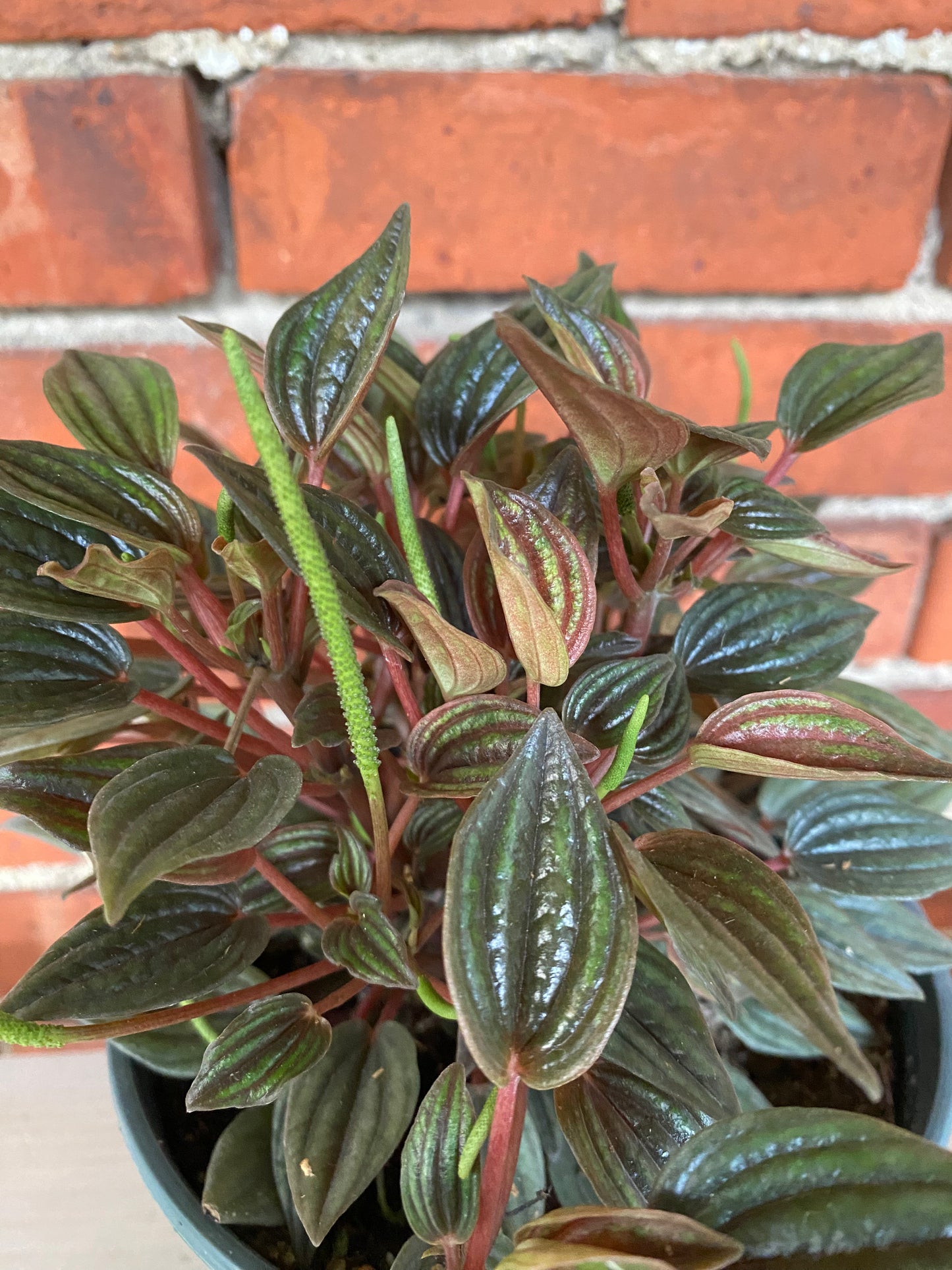 Peperomia ‘Picollo Banda’