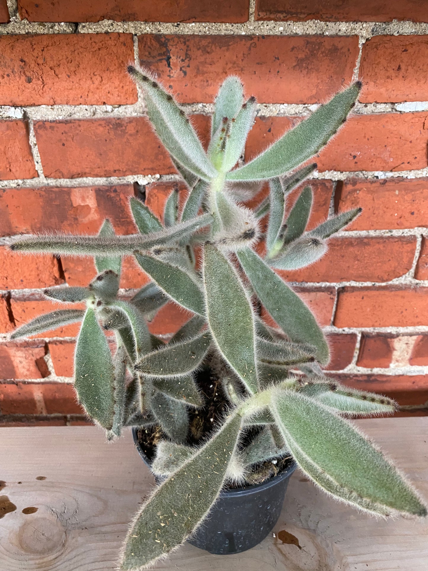 Kalanchoe tomentosa 'Hairy Harry'