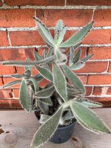 Kalanchoe tomentosa 'Hairy Harry'
